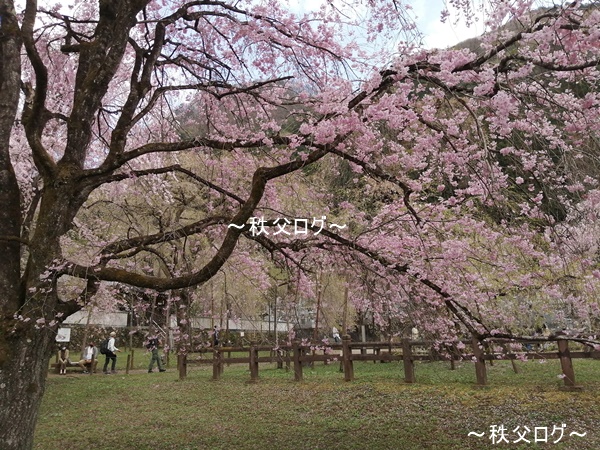 清雲寺のしだれ桜
